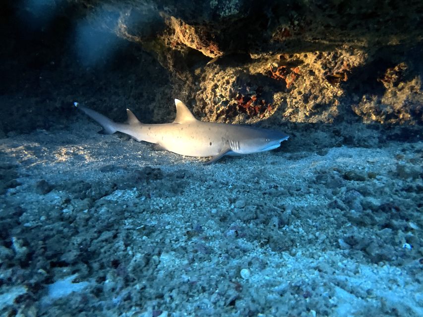 Oahu Night Dive: Adventure for Certified Divers - First underwater session at twilight: reefs in transition