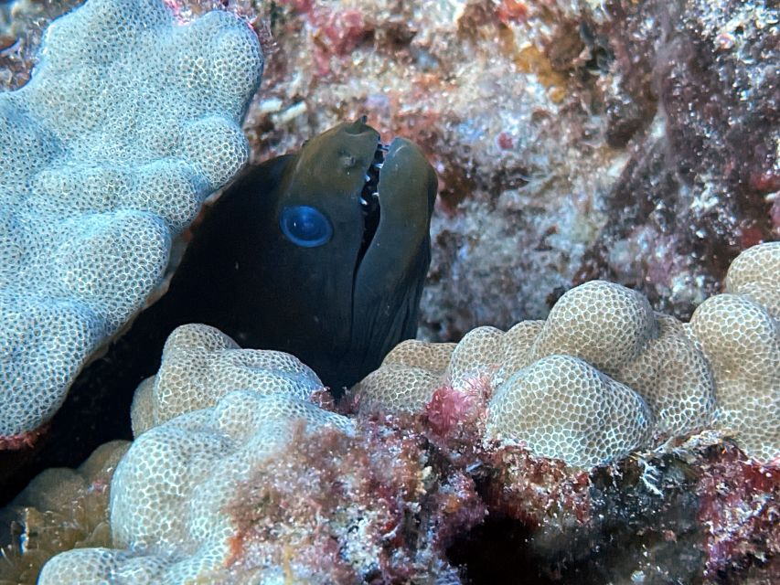 Oahu Night Dive: Adventure for Certified Divers - Gear rental and why it boosts your vacation value