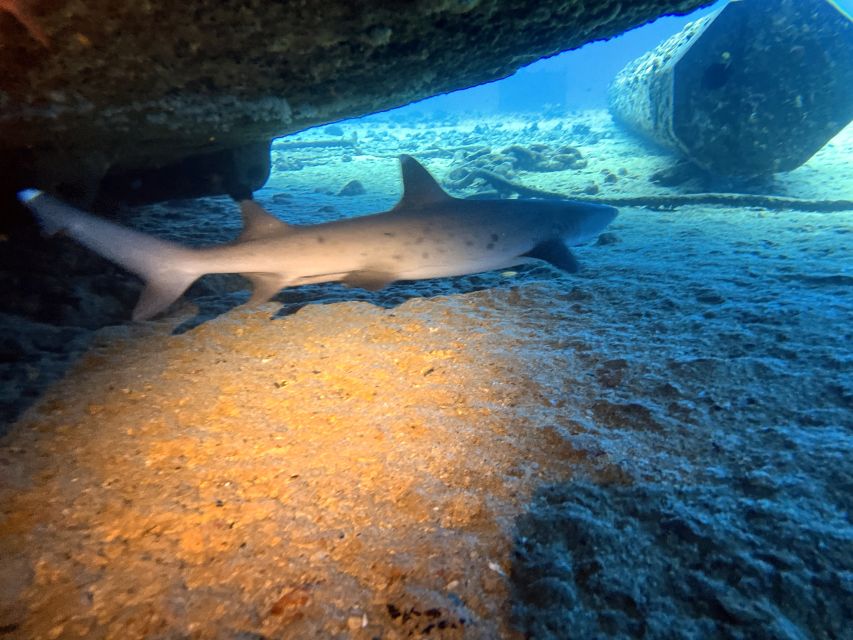 Oahu Night Dive: Adventure for Certified Divers - Logistics that matter: meeting point, timing, and the 24-hour rule