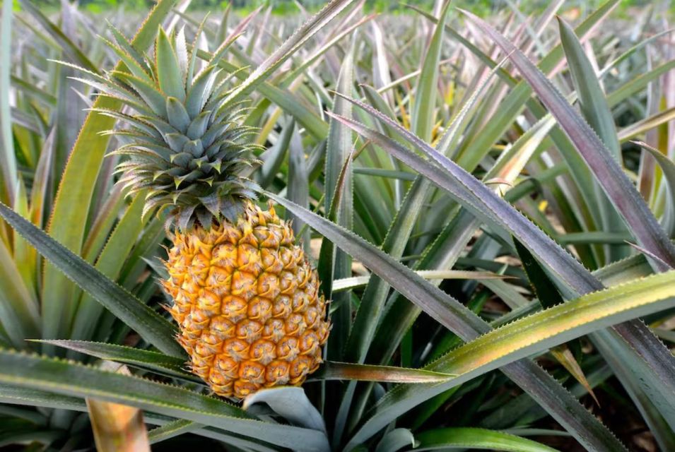 Oahu: North Shore Dole Pineapple Farm Tour - North Shore morning: pickup, pace, and what 7 hours really means