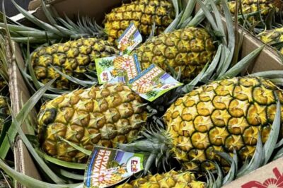 Oahu: North Shore Dole Pineapple Farm Tour - Greenworld Coffee Farm: a caffeine-and-breakfast reset