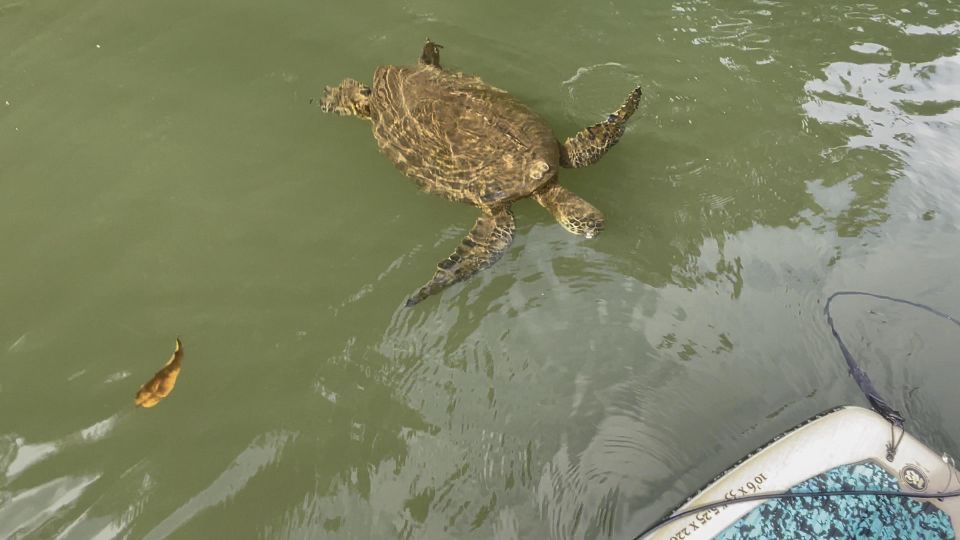 Oahu: North Shore Haleiwa Paddleboard River Adventure - River vs. Haleiwa Bay: Choose Your Comfort Level
