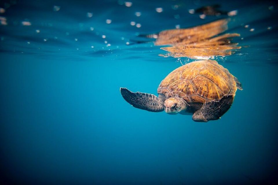 Oahu: North Shore Haleʻiwa: Private Boat Charter - The 1.5-Hour Cruise: Wildlife Watching With Real Ocean Time