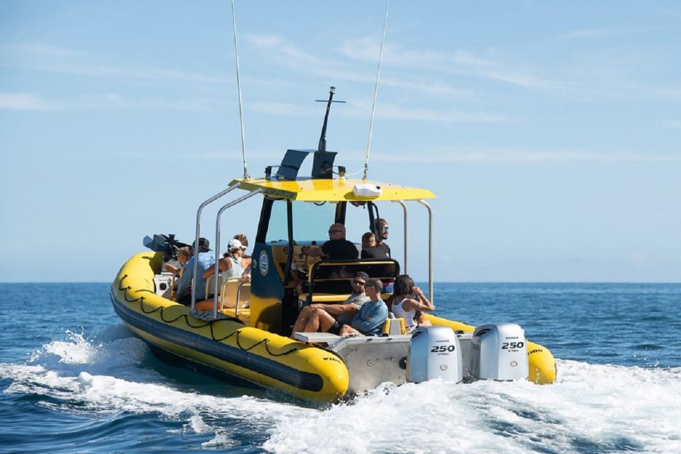 Oahu: North Shore Marine Life Tour from Haleiwa - Marine Life Chances: What You Might See (and When to Be Ready)