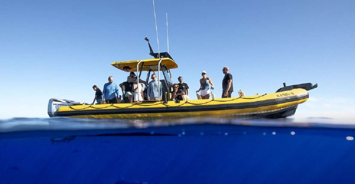 Oahu: North Shore Marine Life Tour from Haleiwa - The 90-Minute Plan: Cruising, Scanning, Then Holding the Moment