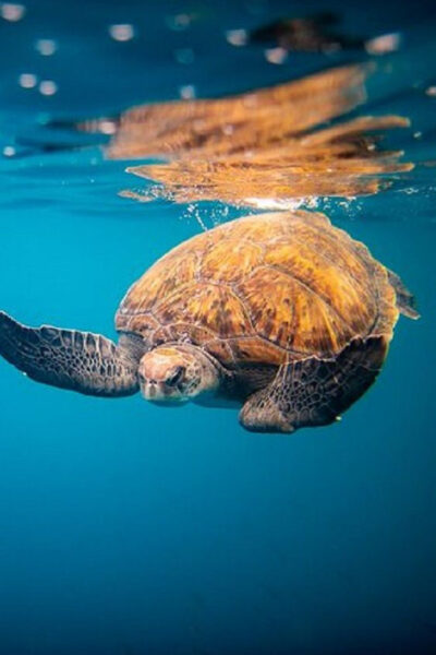Oahu: North Shore Snorkeling Tour from Haleiwa - What you’ll actually see: dolphins, turtles, rays, and reef fish