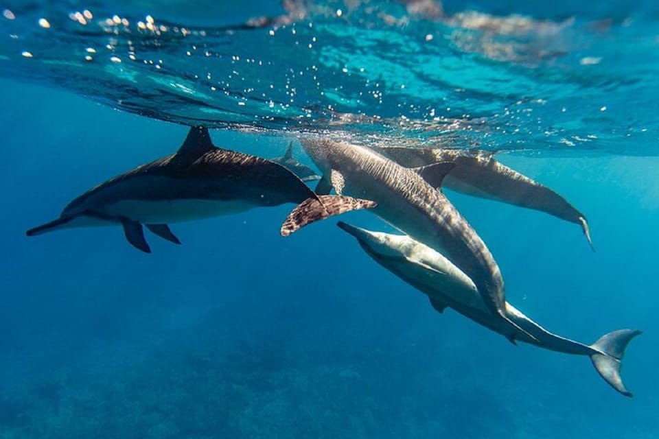 Oahu: North Shore Snorkeling Tour from Haleiwa - Quick practical FAQ