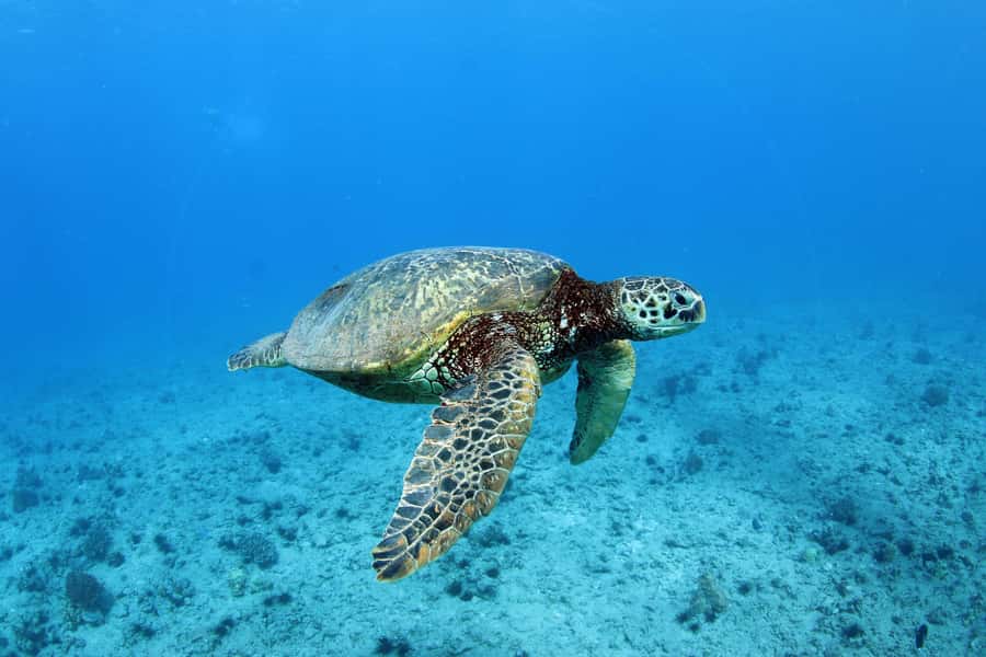 Oahu: Off road Stand-Up ATV and Sunset Snorkel Cruise - Timing, Group Size, and Getting Value for $270