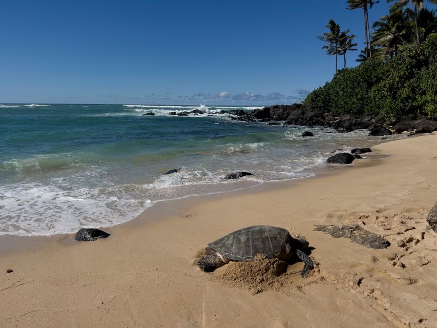 Oahu: Private Best of Oahu Sightseeing Tour - What Makes This Oahu Tour Feel Different Than DIY