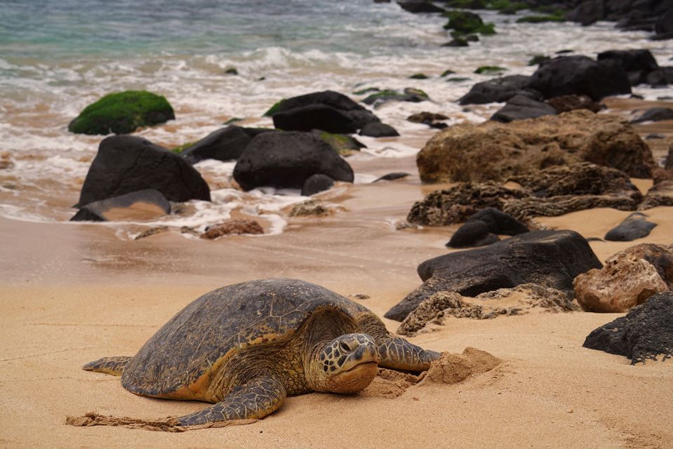 Oahu: Private Best of Oahu Sightseeing Tour - North Shore Day: Beaches, Dole Plantation, and Greenworld Coffee