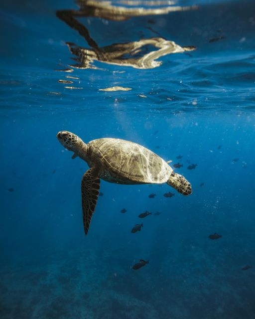 Oahu: Private Catamaran Sunset Cruise & Optional Snorkeling - Boarding at Kewalo Basin: what the first 20 minutes set up