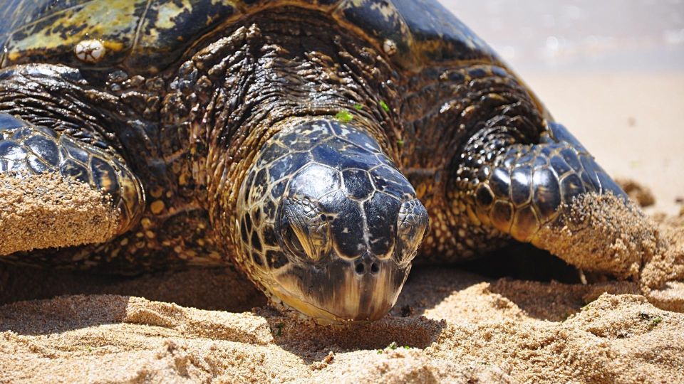 Oahu: Private Custom Island Tour - From Waikiki pickup to full-island momentum