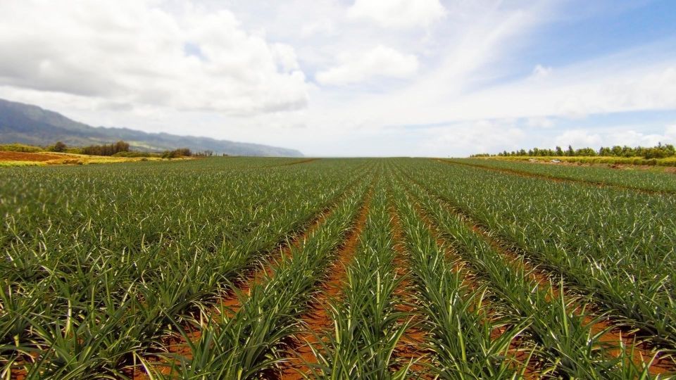 Oahu: Private Custom Island Tour - Movie-set Oahu and the countryside: Mokoliʻi and Kualoa Ranch