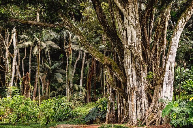 Oahu Private Tour North Shore, Waimea Falls and Dole Plantation - The Macadamia Nut Company stop: farm-to-table flavor and coffee breaks