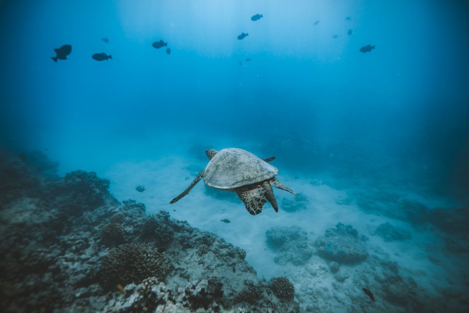Oahu: Private Turtle Snorkeling with Customizable Itinerary - Why private turtle snorkeling on Oahu feels different