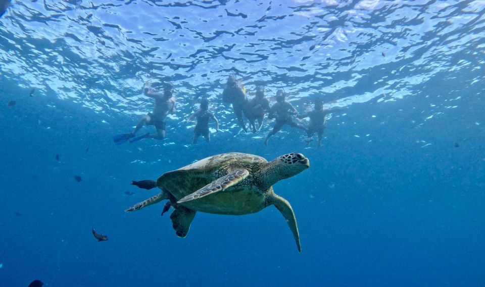 Oahu: Private Turtle Snorkeling with Customizable Itinerary - Safety and comfort: why the private format matters