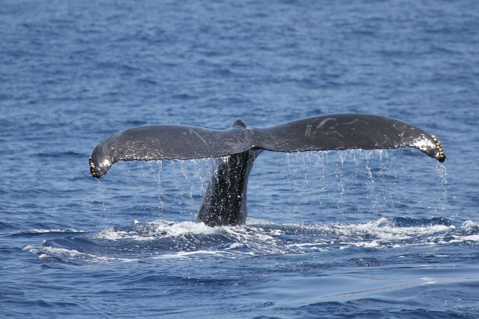 Oahu: Seasonal Whale Watch Cruise - Key Things You’ll Notice on This Oahu Whale Cruise
