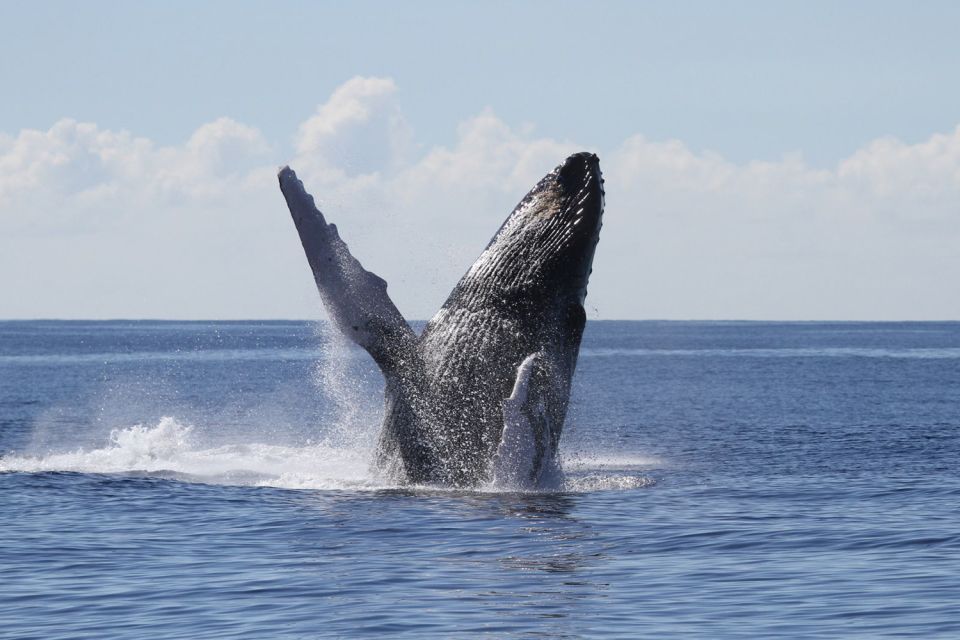 Oahu: Seasonal Whale Watch Cruise - Why Oahu Humpback Whales Are a Big Deal (Even Before You See One)