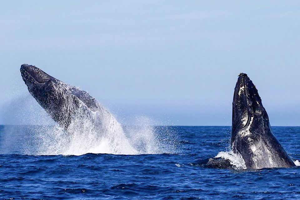 Oahu: Seasonal Whale Watch Cruise - The Onboard Naturalist: What You Learn While You Watch