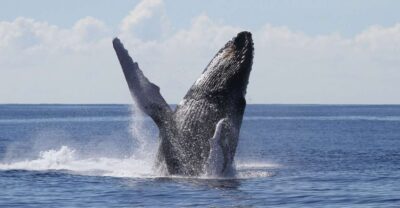 Oahu: Seasonal Whale Watch Cruise - Deck Setup: How You Get Better Views Without Stress