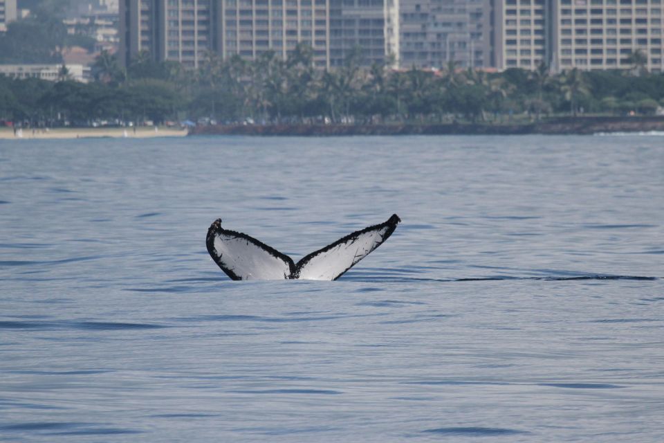 Oahu: Seasonal Whale Watch Cruise - Price and Value: Does $85 Make Sense for 2.5 Hours?
