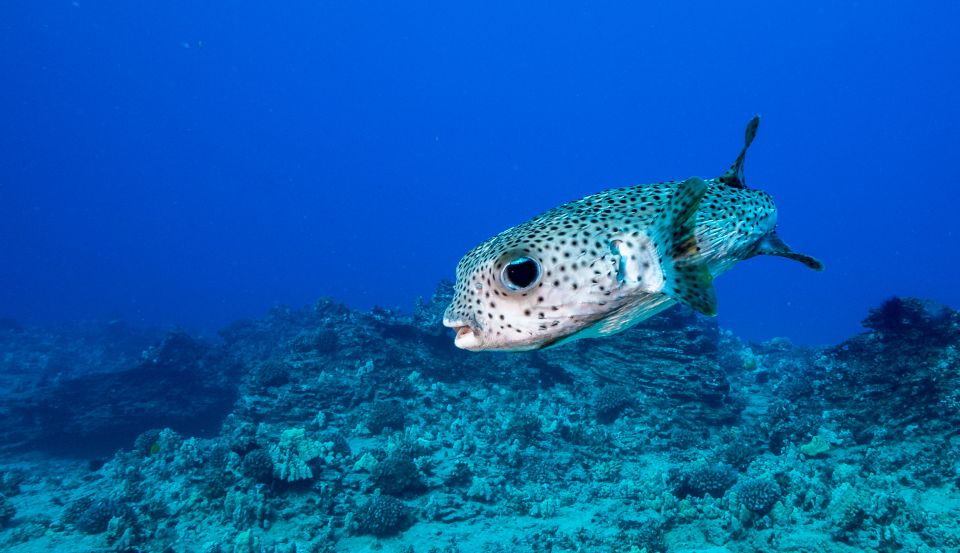 Oahu: Shallow Reef Scuba Dive for Certified Divers - Safety briefing first: what that 25 minutes is really for