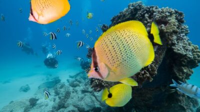 Oahu: Shallow Reef Scuba Dive for Certified Divers - Getting set up on a 46-foot Newton boat: comfort, gear, and crew energy