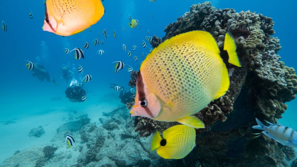 Oahu: Shallow Reef Scuba Dive for Certified Divers - Getting set up on a 46-foot Newton boat: comfort, gear, and crew energy