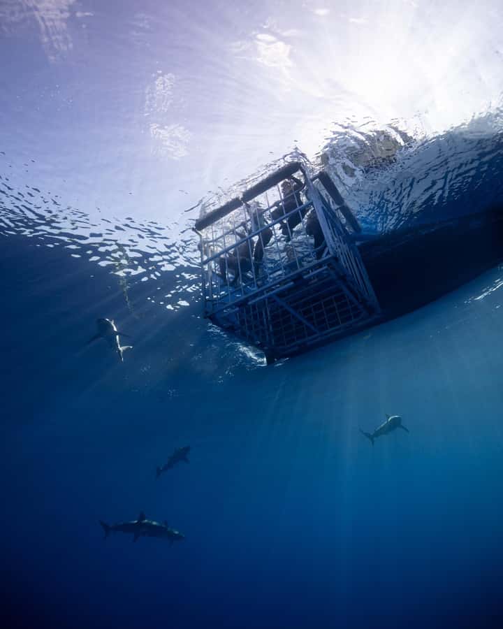 Oahu: Shark Cage Diving Experience - Getting to the water: Haleiwa harbor, then 3 miles offshore