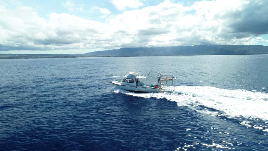 Oahu: Shark Cage Diving Experience - Inside the floating cage: surface snorkeling with plexiglass windows