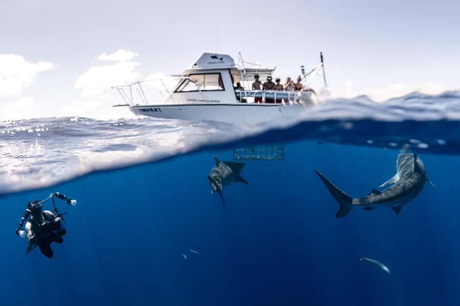 Oahu: Shark Cage Diving Experience - What the guide teaches: behavior, biology, and local meaning