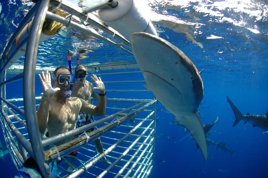 Oahu: Shark Cage Diving Experience - Conservation in plain terms: how you become an ambassador