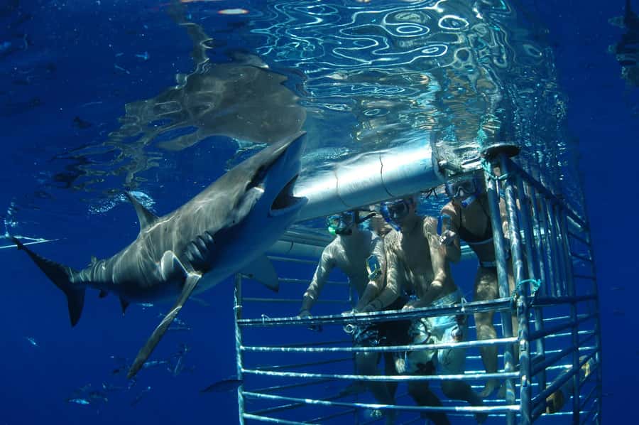 Oahu: Shark Cage Diving Experience - Getting the most out of Haleiwa afterward