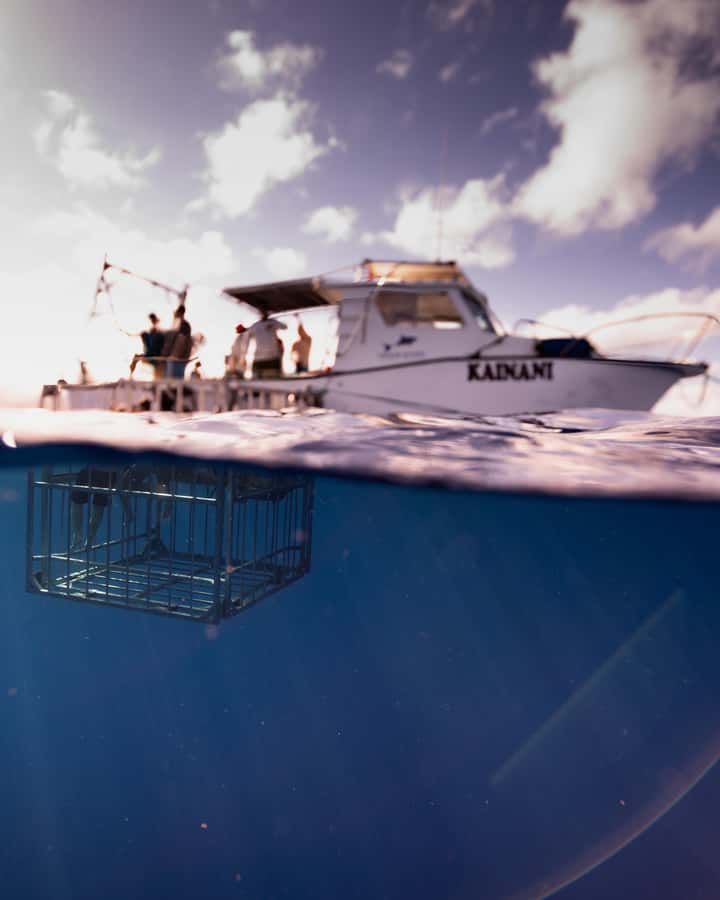 Oahu: Shark Cage Diving Experience - The sharks you may spot: Galapagos and sandbar