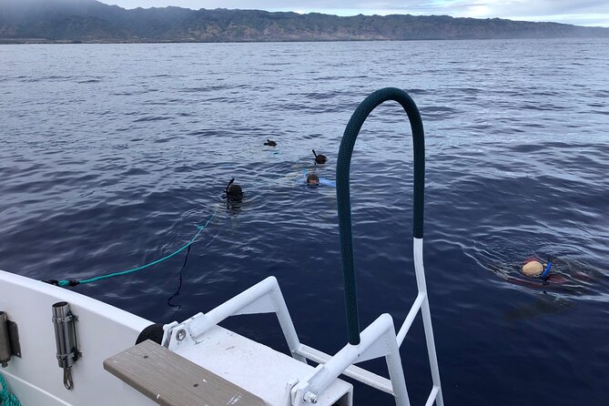 Oahu Shark Dive Educational Tour (No cage) - A No-Cage Shark Swim That Actually Makes Sense on Oahu