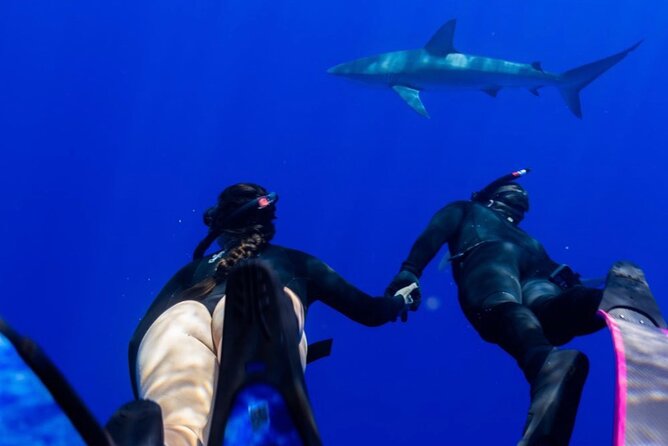 Oahu Shark Dive Educational Tour (No cage) - Equipment, Photos, and the Little Things That Change Your Day