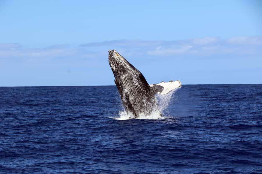 Oahu: Snorkeling & Dolphin Watch Cruise with Hawaiian Buffet - The Hawaiian buffet and tiki bar drinks after snorkeling