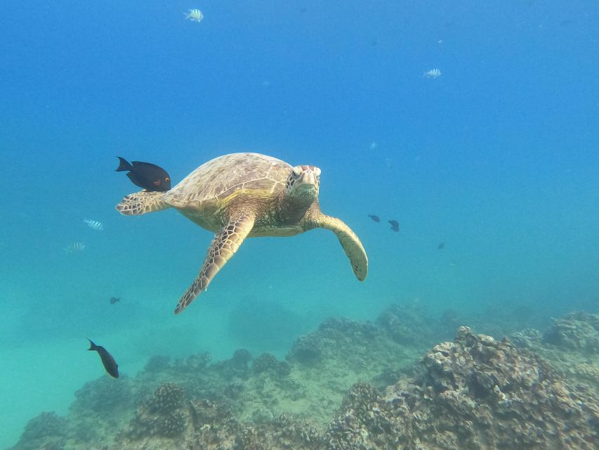 Oahu Snorkeling with Turtles, Water Scooter, Paddleboard - Photo Expectations: The Included Picture Frame vs. GoPro Rental
