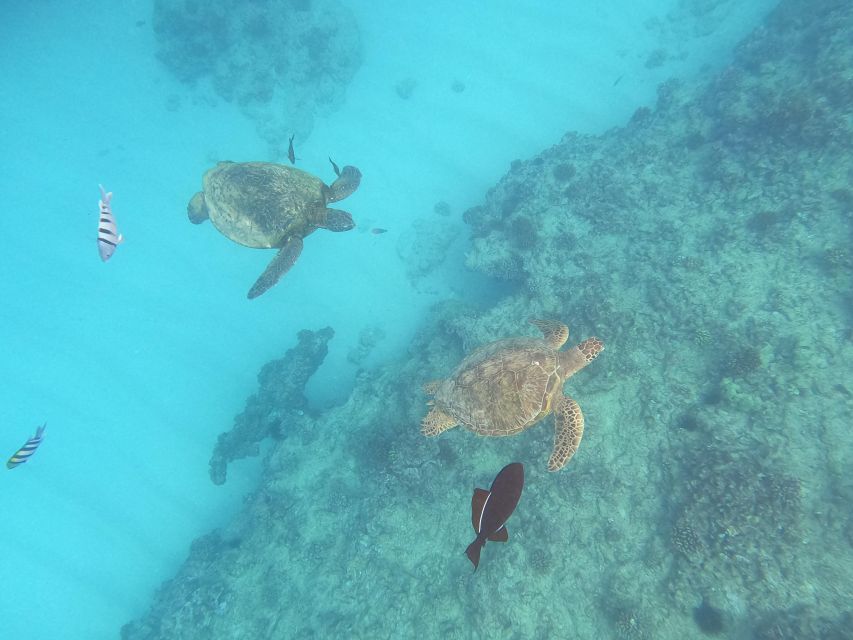 Oahu Snorkeling with Turtles, Water Scooter, Paddleboard - Waikiki Pickup and the Newly Built Catamaran Cruise