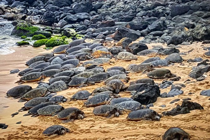 Oahu to Maui 1 Day Trip : Road to Hana Day Trip from Oahu with Air Ticket - Aunty Sandy’s banana bread: the sweet stop that keeps the day human