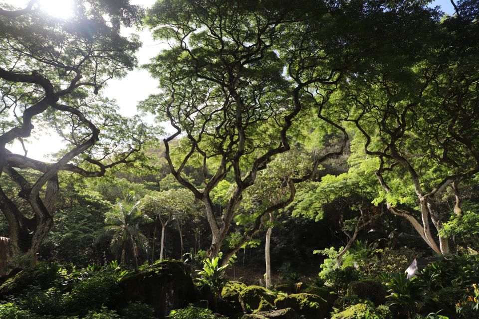 Oahu: Valley of Waimea Falls Swim & Hike with Lunch & Dole - Waimea Valley lunch: picnic-style wraps and real downtime
