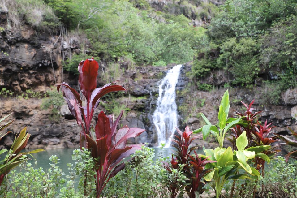 Oahu: Valley of Waimea Falls Swim & Hike with Lunch & Dole - Waikiki pickup and the “8 hours, done right” schedule
