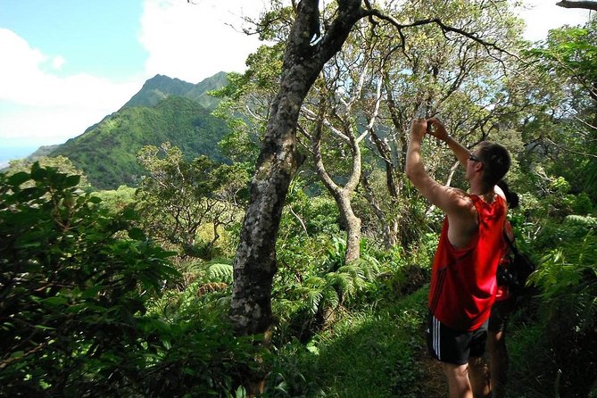 Oahu Volcanic Rainforest Hiking Adventure - Key highlights to know before you lace up