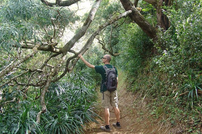 Oahu Volcanic Rainforest Hiking Adventure - How hard is it, and who should (and shouldn’t) book?
