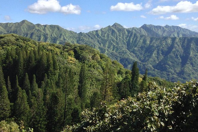 Oahu Volcanic Rainforest Hiking Adventure - The weather factor: good days win, and you can plan around that