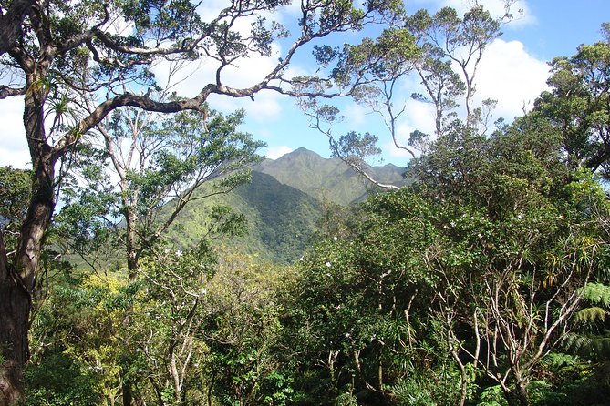 Oahu Volcanic Rainforest Hiking Adventure - The trail itself: dirt, rainforest mud, streams, pools, and waterfall payoff