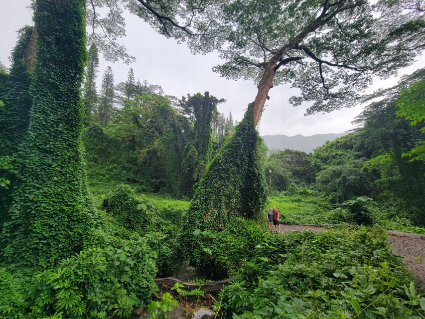 Oahu: Waikiki E-Bike Ride and Manoa Falls Hike - The return to Waikiki, plus the optional shave ice