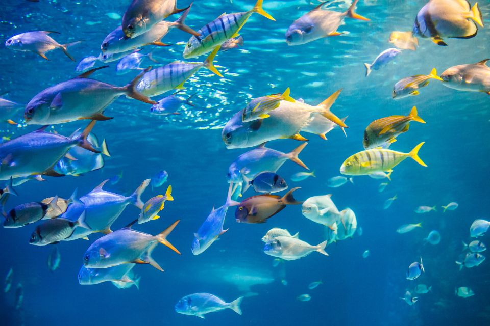 Oahu: Waikiki Glass Bottom Boat Sunset Cruise - Bring-your-own setup: what to pack for a smoother cruise