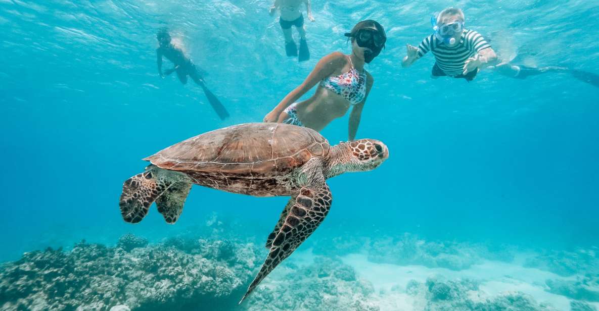 Oahu: Waikiki Turtle Snorkeling Adventure - Key Things That Make This Turtle Snorkel Worth Your Time
