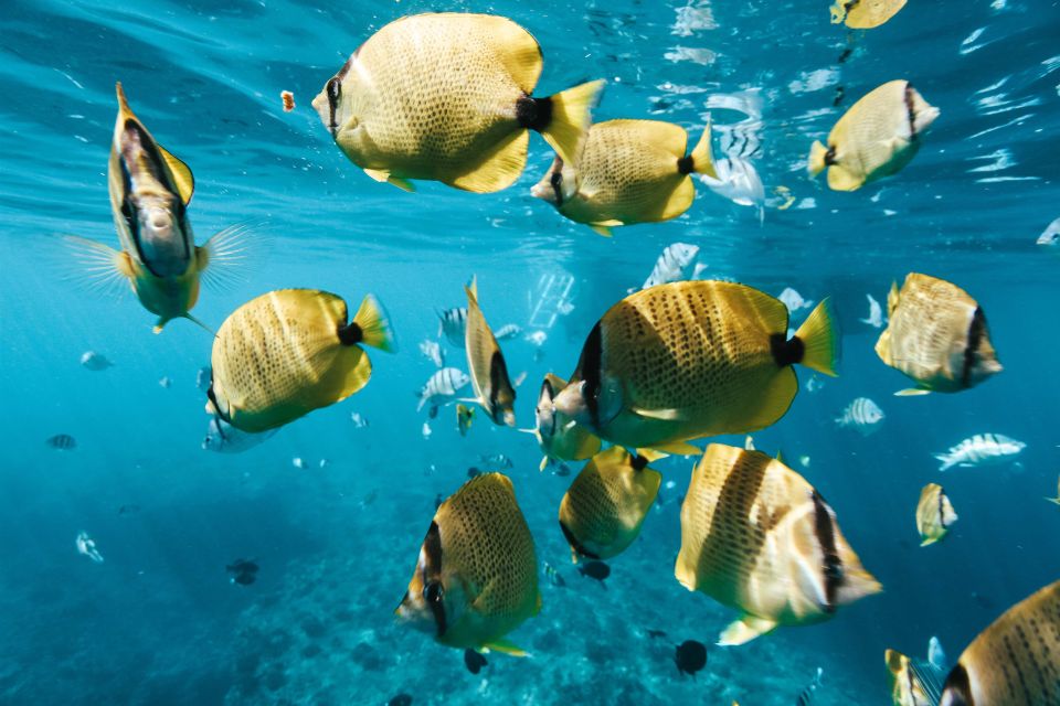 Oahu: Waikiki Turtle Snorkeling Adventure - What to Bring (and What to Skip) So Nothing Slows You Down